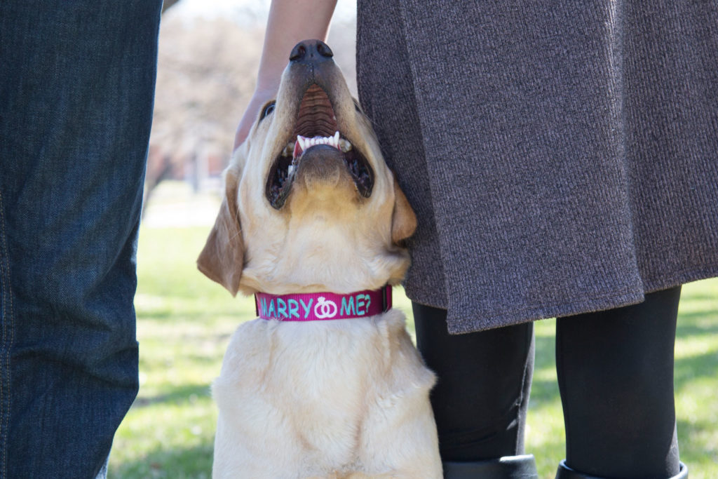 "Will You Marry Me?" Dog Collar from dogIDs
