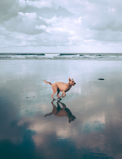dog exercising on beach